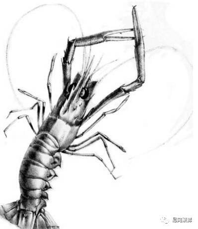 三伏天适合吃什么海鲜,三伏天能吃什么海鲜