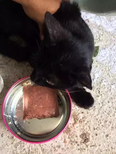 猫咪眼睑内翻解决办法,猫咪下眼睫毛内翻割眼皮后闭不上