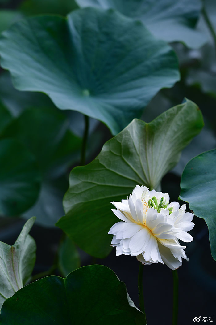 尼康和腾龙合作的镜头,尼康腾龙长变焦镜头比较