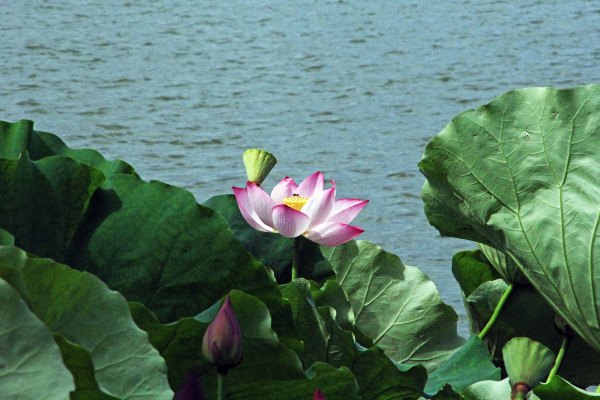 浙江嘉善大云旅游,嘉善大云周末玩的地方推荐
