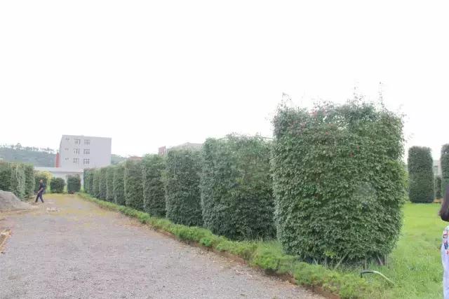 云南花海之行,云南花海基地旅游攻略