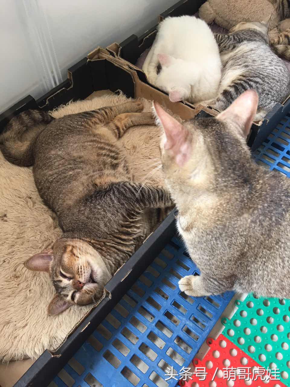 喵星人睡觉懒散,猫咪睡得太死叫不醒正常吗