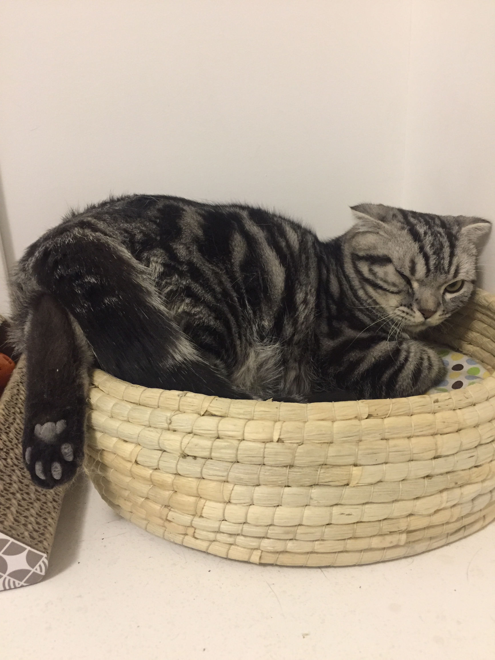 狗市买三个月的拉布拉多,拉布拉多幼犬去宠物店洗澡多少钱