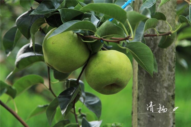 18年的田间记录，书写G20特供蜜梨的成长历程