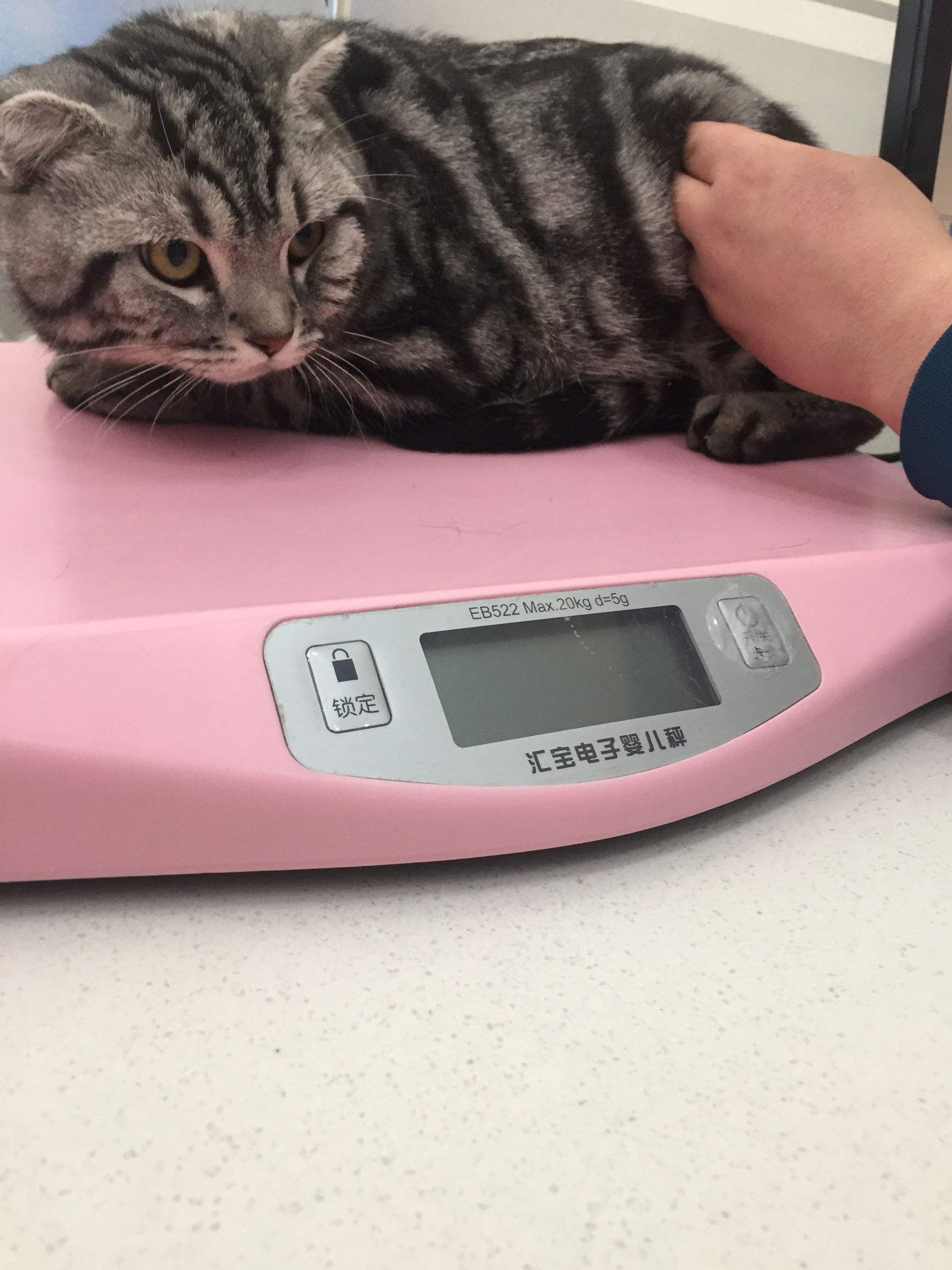 狗市买三个月的拉布拉多,拉布拉多幼犬去宠物店洗澡多少钱