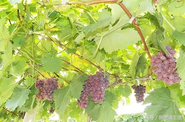 采摘葡萄正当时,采摘梨子正当时