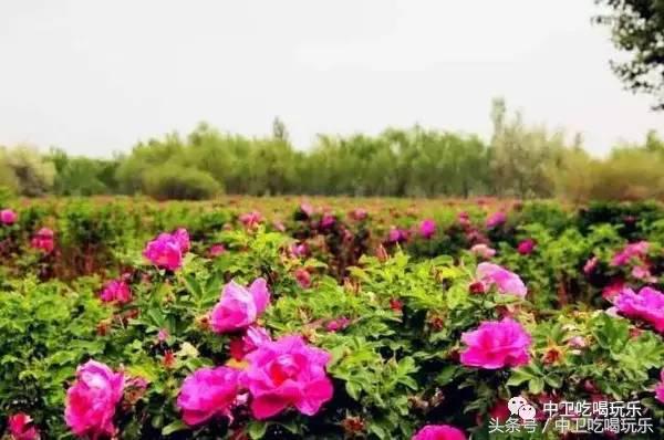 这份中卫说明书，带你认识中卫！