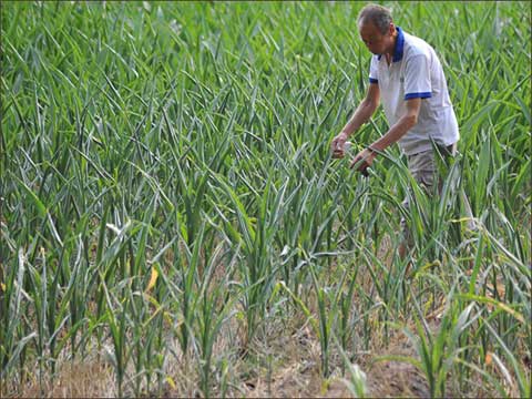 高温玉米容易出现药害,玉米药害叶片卷曲怎么办