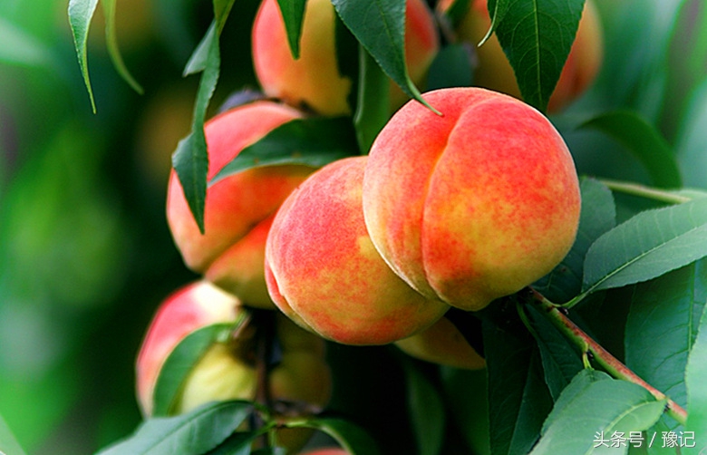 农村土豪家家有果园，想吃啥有啥，城里孩子见过么？