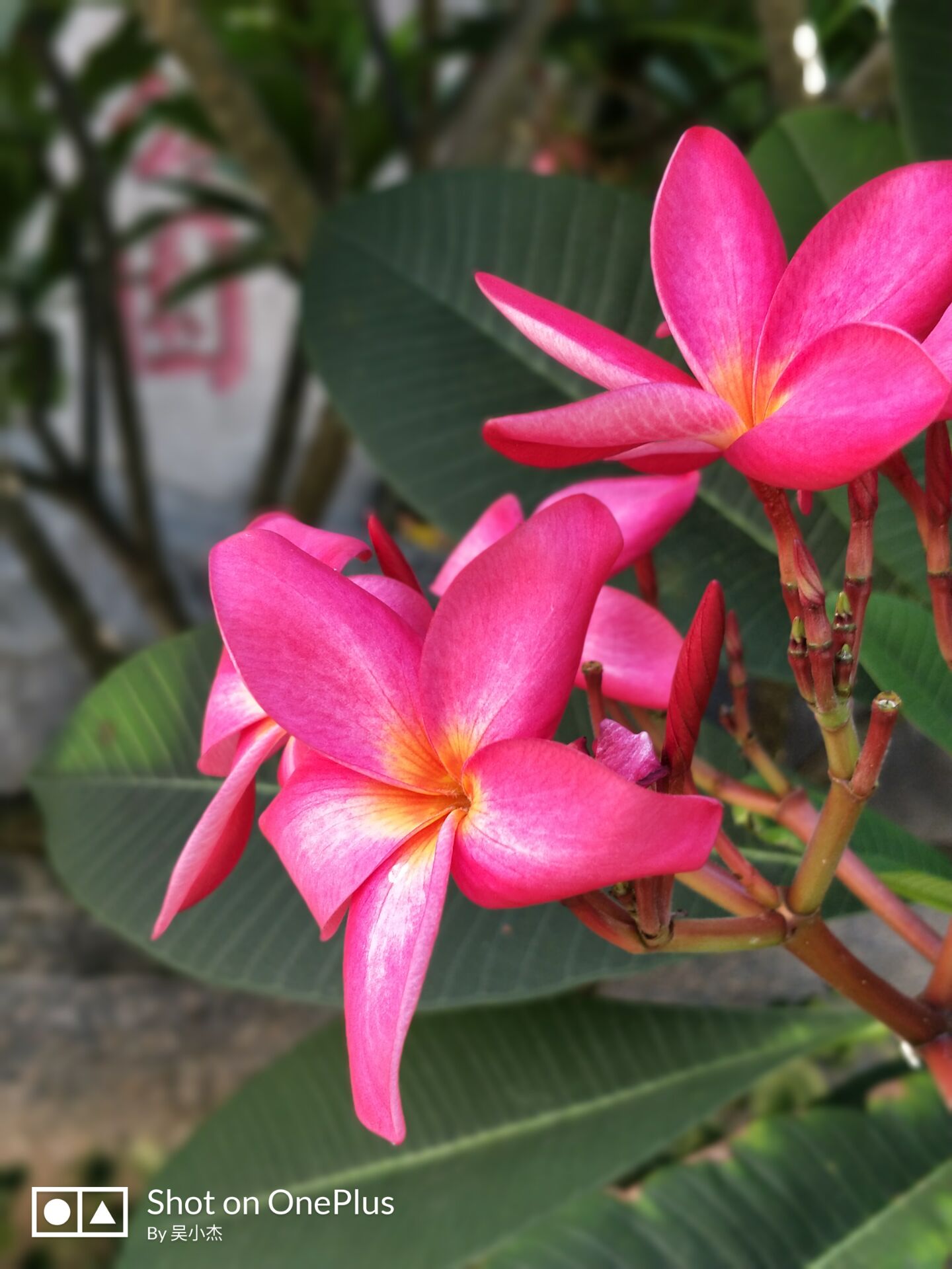 一加5现在还值得入手,一加5到底行不行