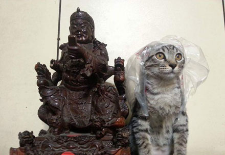 橘猫奇怪睡姿,橘猫睡了一觉