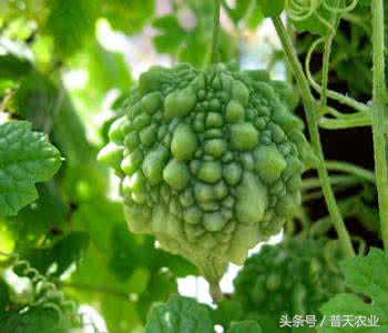 癞葡萄的种植方法和技术,癞葡萄种植方法和注意事项