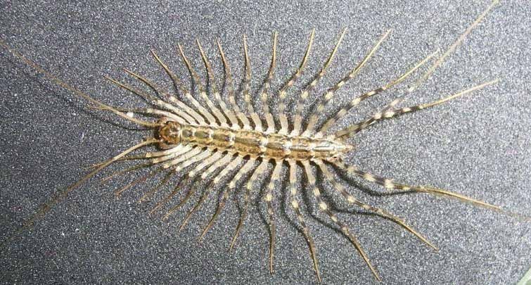 鬼吹灯之黄皮子坟20集完整免费看,鬼吹灯之黄皮子坟151080p