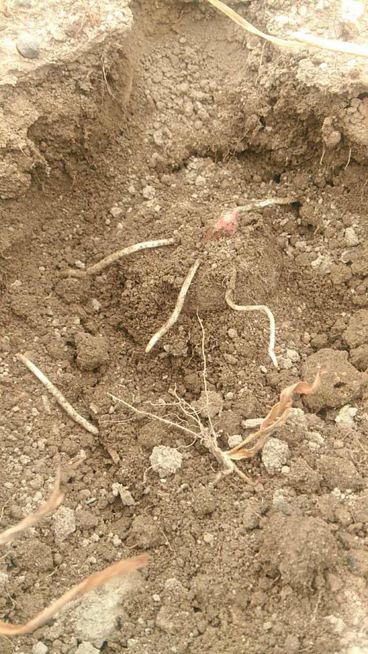 魔芋的茎杆是什么样子的,魔芋根能不能生吃