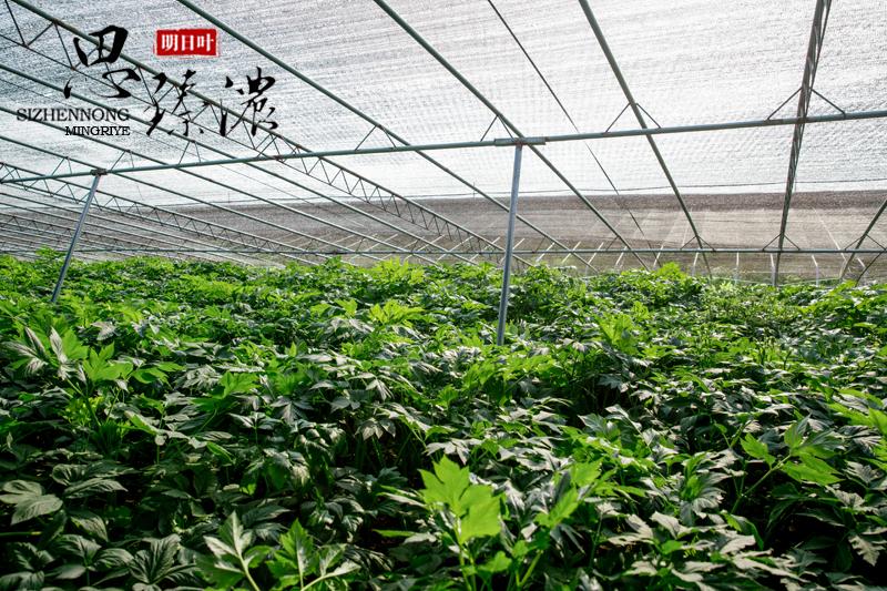 明日叶简介,明日叶功效