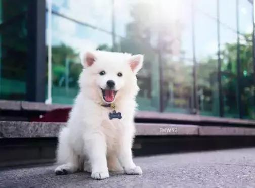 养了一只柯基,养了一只柯基和博美