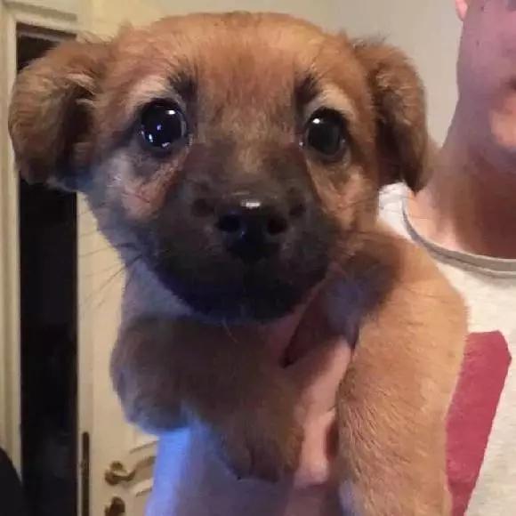 上海嘉定哪里有免费领养狗,瑶海区附近最近的宠物领养