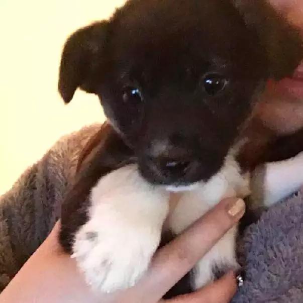 2022上海宠物领养中心官网,上海宠物领养日申请领养概率