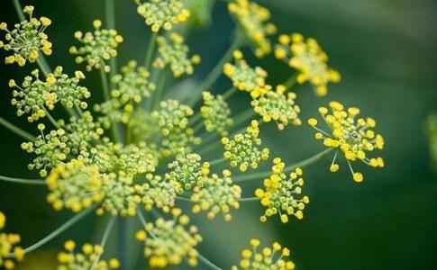 十种常见的芳香精油简述,十大常用精油品种