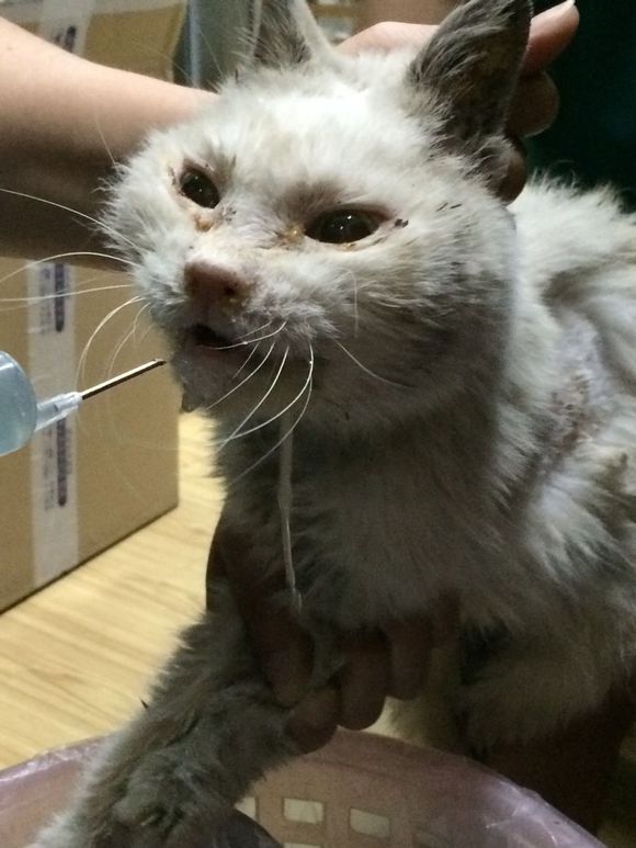 垃圾桶旁边的小猫，我走进了冲着我叫却叫不出声音，只能嘴巴动！