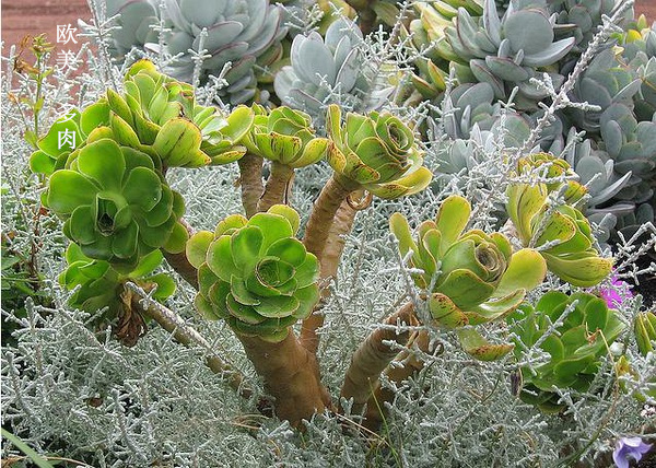 多肉张狂起来,狂野型多肉
