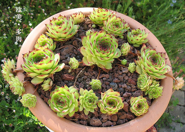 多肉张狂起来,狂野型多肉