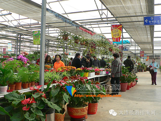 大连西郊超市,大连西郊园艺超市游记