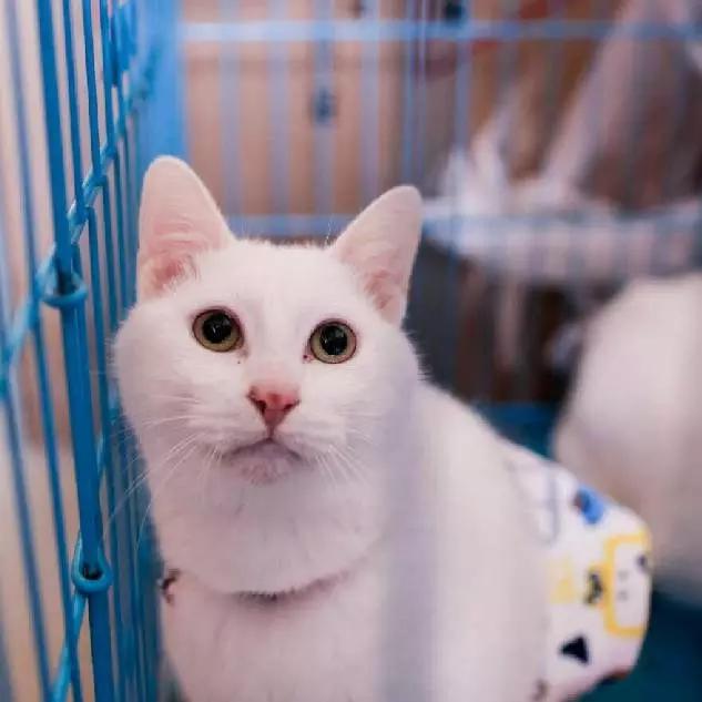 上海嘉定哪里有免费领养狗,瑶海区附近最近的宠物领养