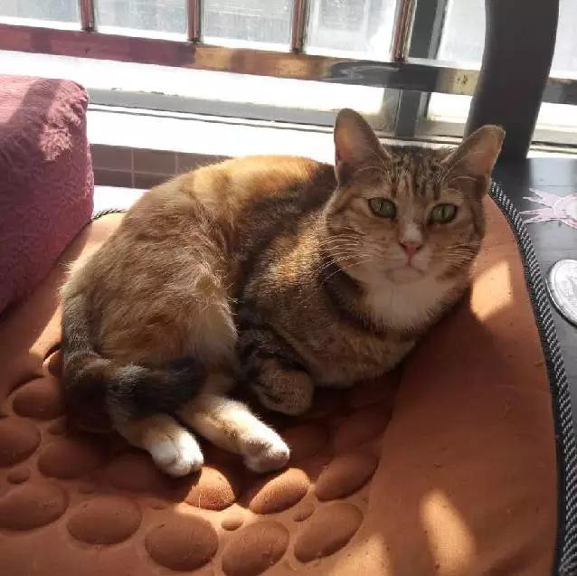 2022上海宠物领养中心官网,上海宠物领养日申请领养概率