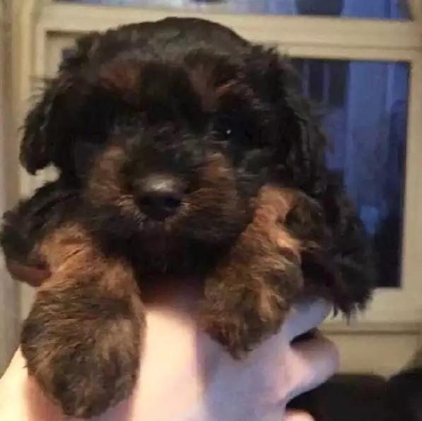 上海嘉定哪里有免费领养狗,瑶海区附近最近的宠物领养