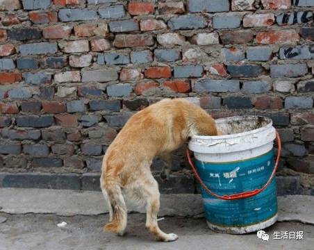 女子被自家宠物狗咬伤,女子被两只恶狗咬伤