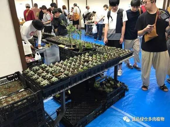 2022年国内多肉展览会,日本限时特卖会