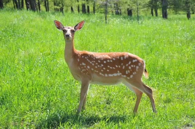 呼和浩特避暑旅游,呼和浩特周边避暑一日游