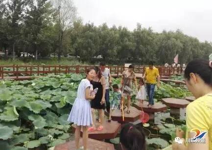 淮阳：荷叶荷花相间斗红娇绿嫩新妆就