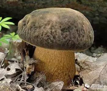 请不要对着手机流口水\^O^/宾川鸡足山正疯长的野生菌