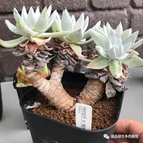 日本第二届多肉特卖会