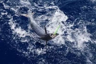 冬季海钓沉底钓鱼技巧,学校钓鱼技巧视频教程