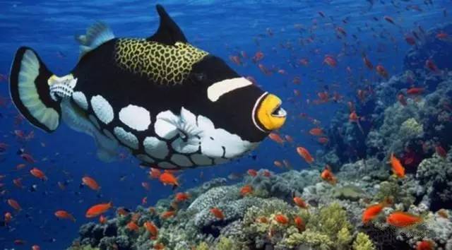 炮弹鱼追人咬,炮弹鱼钓石斑