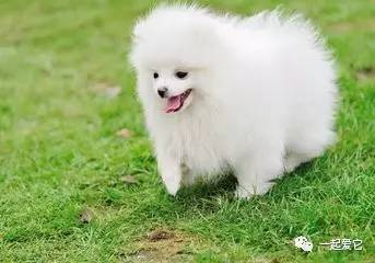 狗狗一块皮肤发红掉毛怎么治疗,狗狗掉毛一块一块的是什么原因