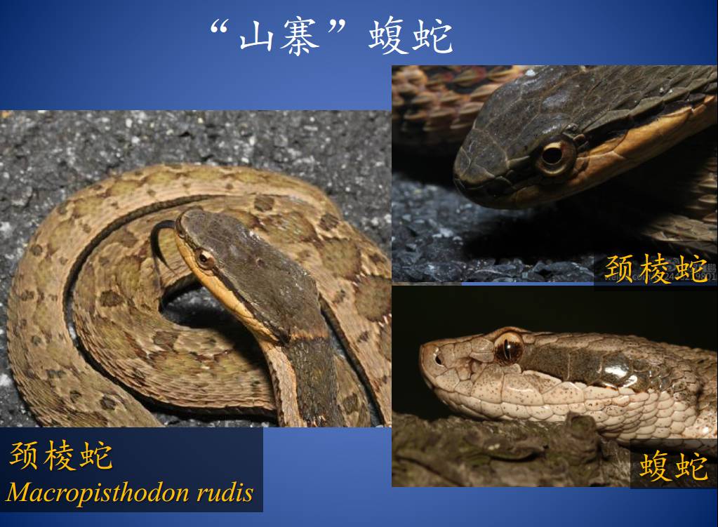 原来，这些救治毒蛇咬伤的方法都不靠谱