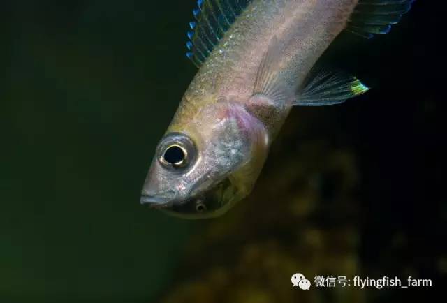 什么叫口孵,口字偏旁的秘密