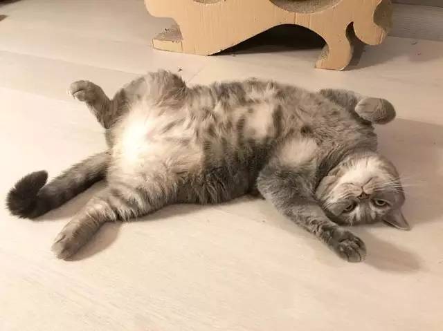 铲屎官给猫做猪饲料,铲屎官帮助猫