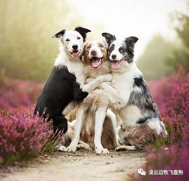 边牧生病呕吐,边牧吃食不消化拉稀还吐