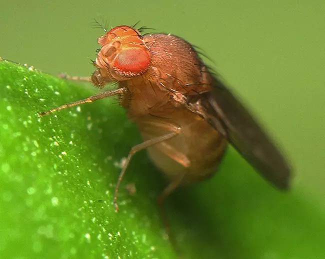 昆虫蛰伏期多长时间,昆虫越冬怎么消灭