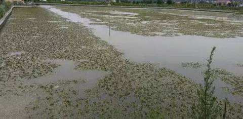 蟹塘河蟹病害及处理方法,河蟹蜕壳期缺氧怎么办