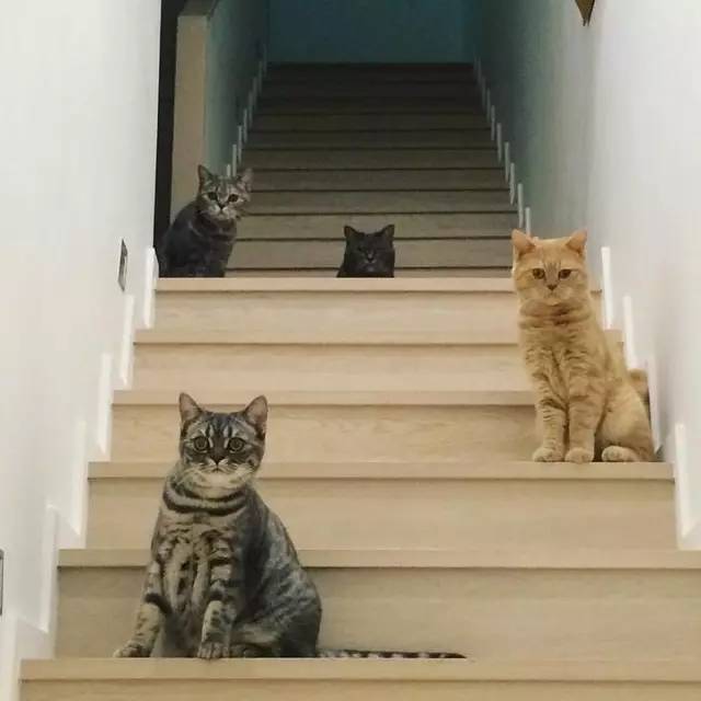 铲屎官给猫做猪饲料,铲屎官帮助猫