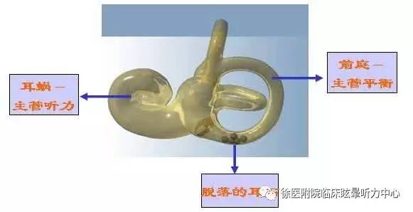 耳朵有回声无缘无故头晕咋回事,头晕有时心里不舒服怎么回事