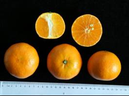 柑橘新品种选育及发展概况,带你认识柑橘新优品种