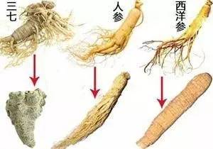 资深中药师告诉您西洋参的秘密,你知道最好的西洋参是什么样的