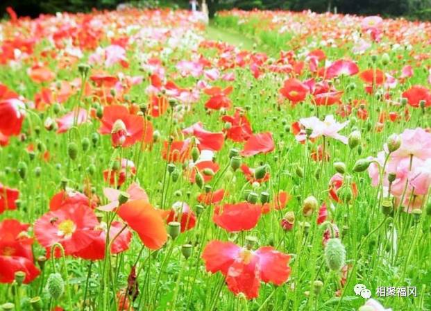 日本九州岛最值得去的地方,日本九州哪里好玩